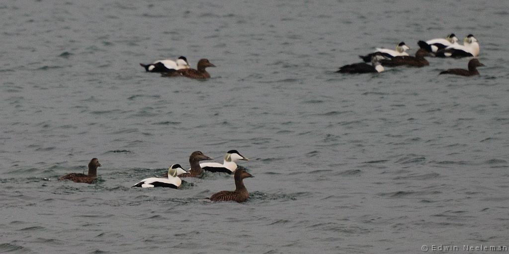 ENE-20090428-0028.jpg - [nl] Eidereenden ( Somateria mollissima ) | Lofoten, Noorwegen[en] Common Eiders ( Somateria mollissima ) | Lofoten, Norway